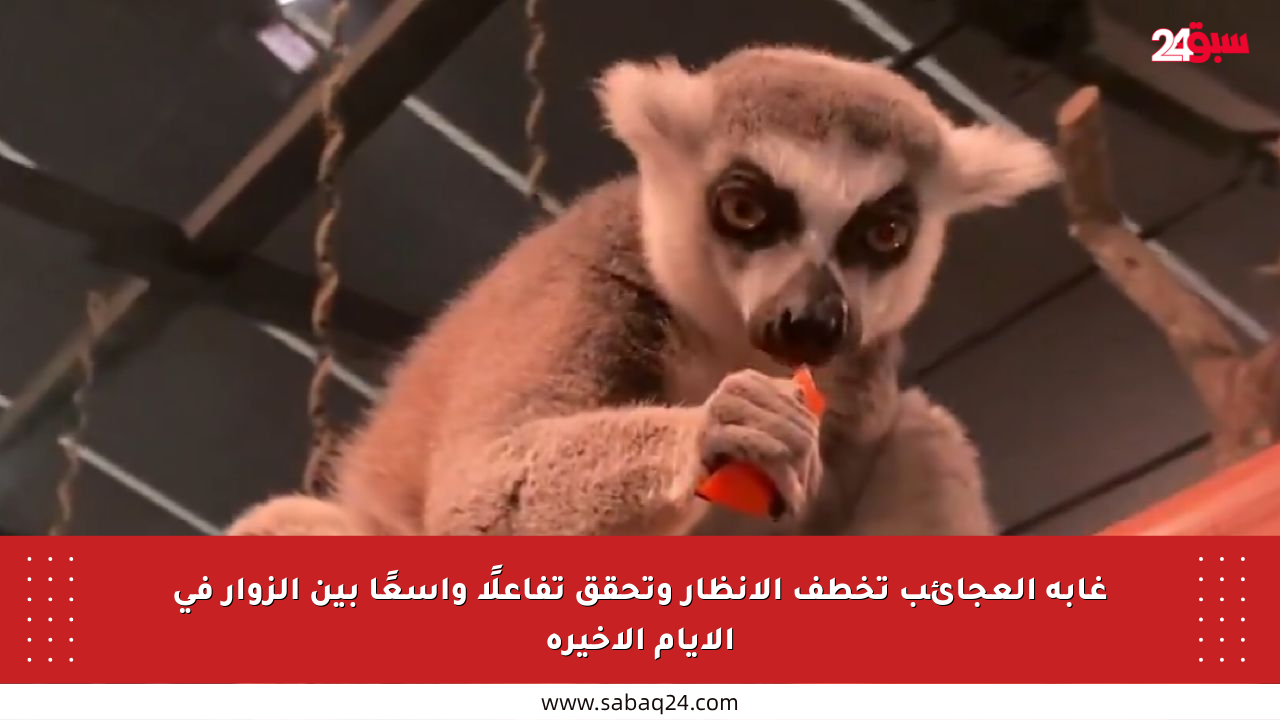 غابة العجائب تخطف الأنظار وتحقق تفاعلًا واسعًا بين الزوار في الأيام الأخيرة